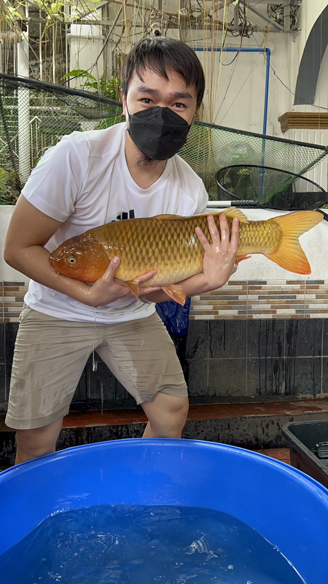Happy Koi keeping!

#Koi #chagoi #marusei