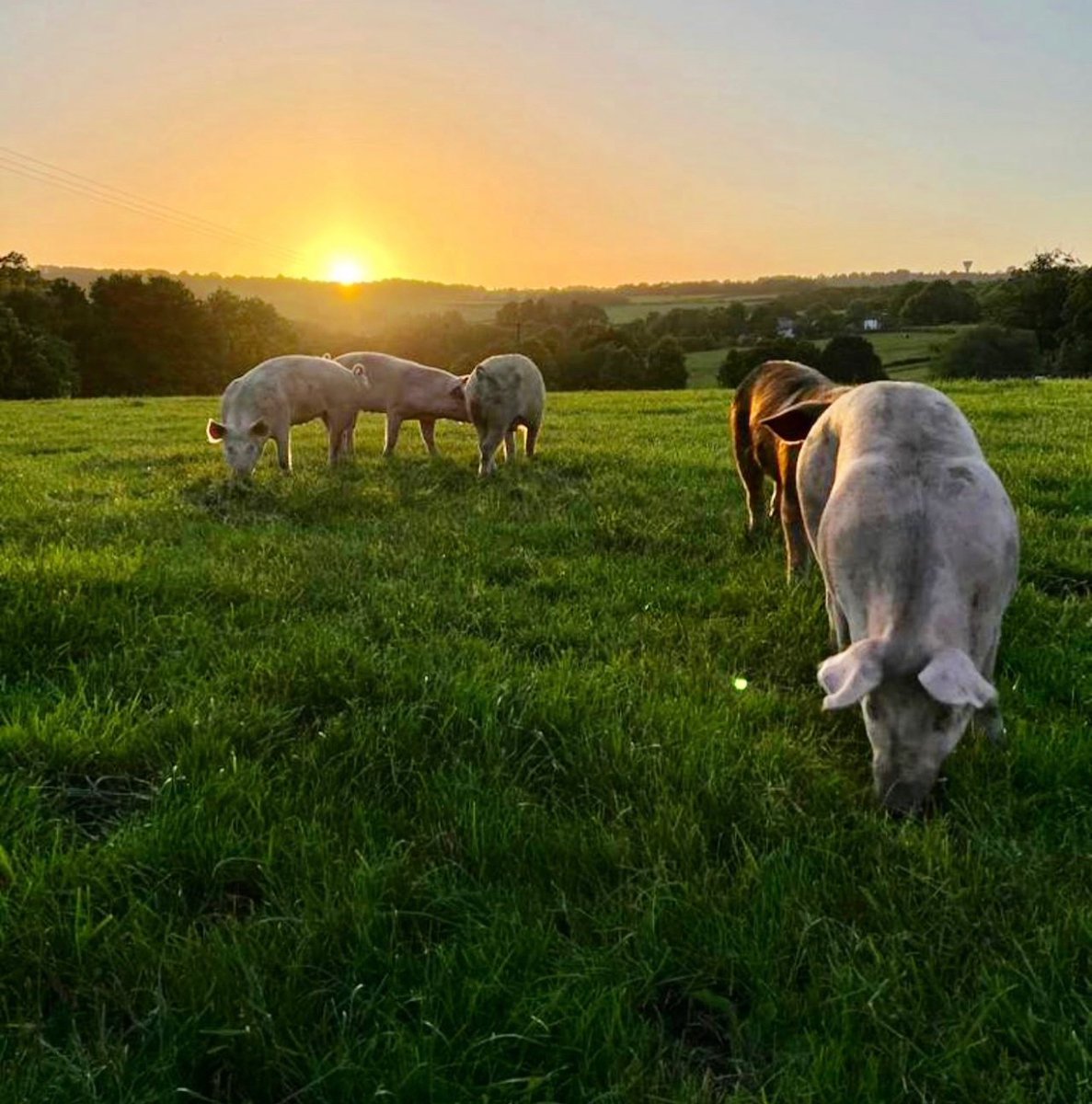 We are proud to stock <a href="/jamies_farm/">Jamie's Farm</a> produce in our stores. 

Their Regenerative farming practices  support therapeutic intervention with young people through providing increased opportunities for farm-related work

📸 by Peter on a trip to the farm in nearby Box