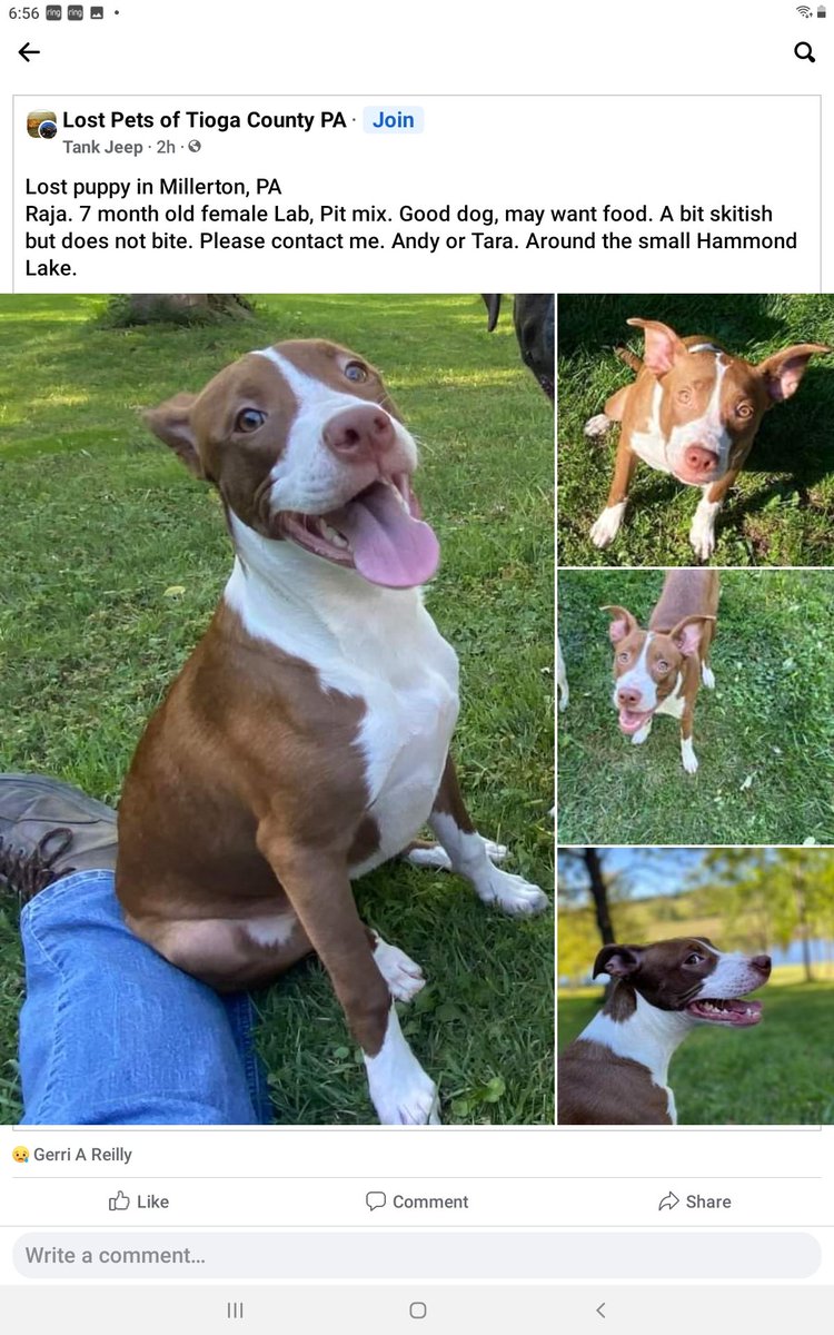 nanalalaretired's tweet photo. @WmDeanFrench My brother's lab/pit mix is missing please share. https://t.co/yQdleGONnw