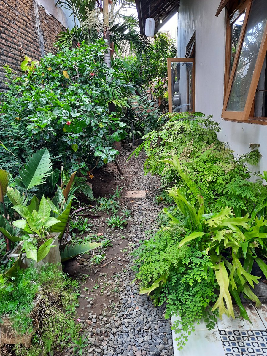 SayektiRini's tweet photo. Ciptakan sendiri ruang terbuka hijau dirumah..buka jendela dapur pun akan diserbu hawa segar... 😀
#WeLoveProbolinggo 
#WeLoveCities
#dpuprpkpkotaprobolinggo https://t.co/KqFshVilfg