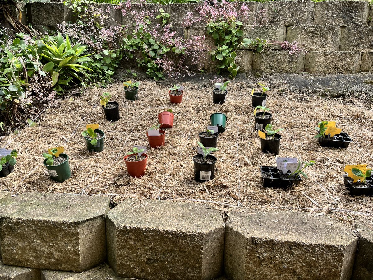MelDrewett's tweet photo. First time trying square foot gardening #garden #squarefootgarden #notdeadyet https://t.co/OnaBVmuCbF