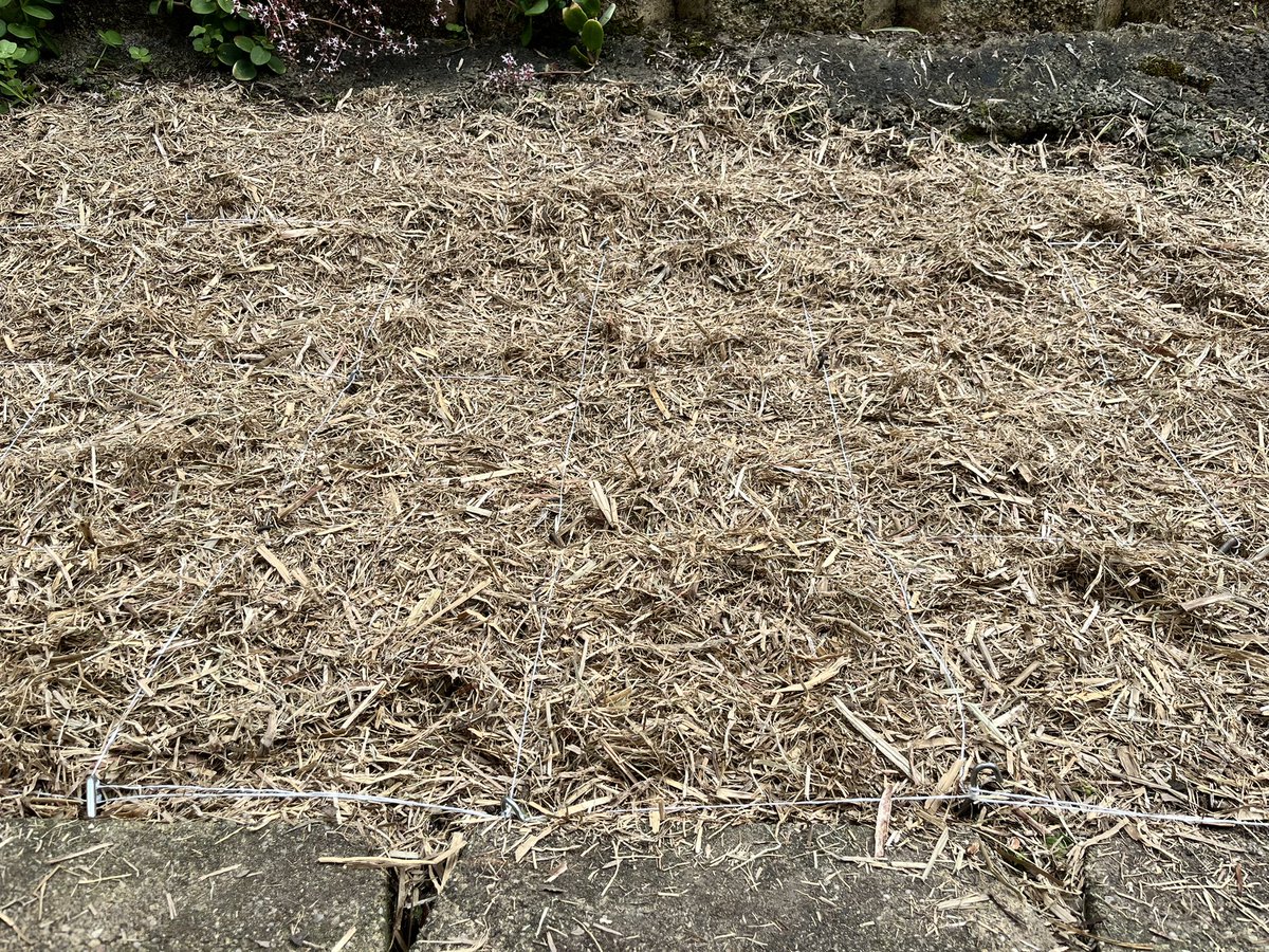 MelDrewett's tweet photo. First time trying square foot gardening #garden #squarefootgarden #notdeadyet https://t.co/OnaBVmuCbF