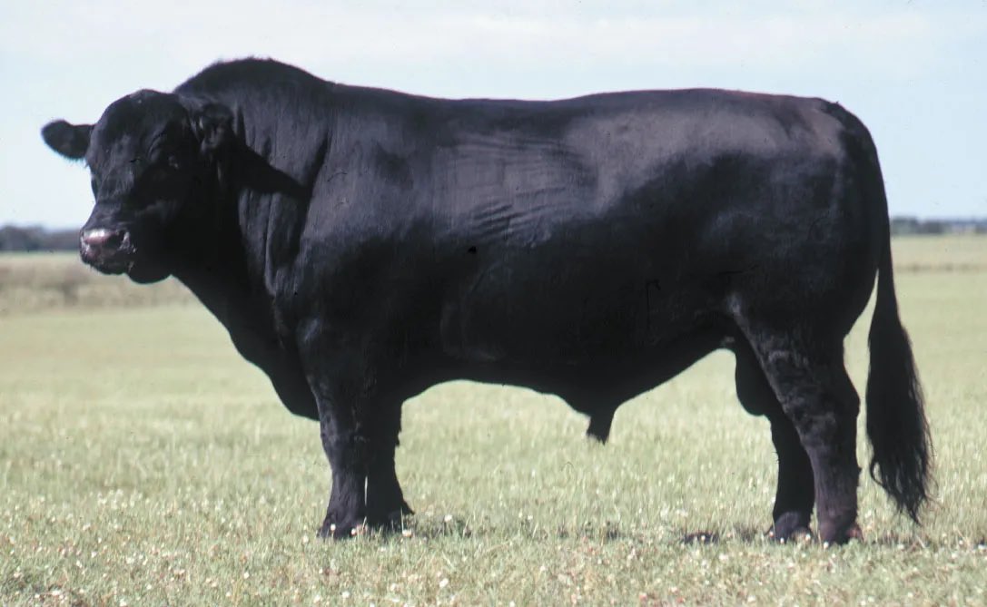 PerssonRyan's tweet photo. There are more than 800,000 ranchers and cattle producers in the United States, making it the world's largest beef producer.🐂 #cao22 #agriculture #beef https://t.co/2v6LzXaggD