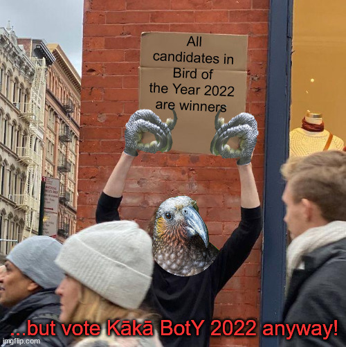 KakaBotY2022's tweet photo. Voting in the most important election of the year begins at 9am tomorrow, so just in case there is any confusion.... #KakaBirdoftheYear2022 #skraarkflutetseep #ForestandBird #spotlesscrakesarenicetoo :> https://t.co/dWsrQ421Cc