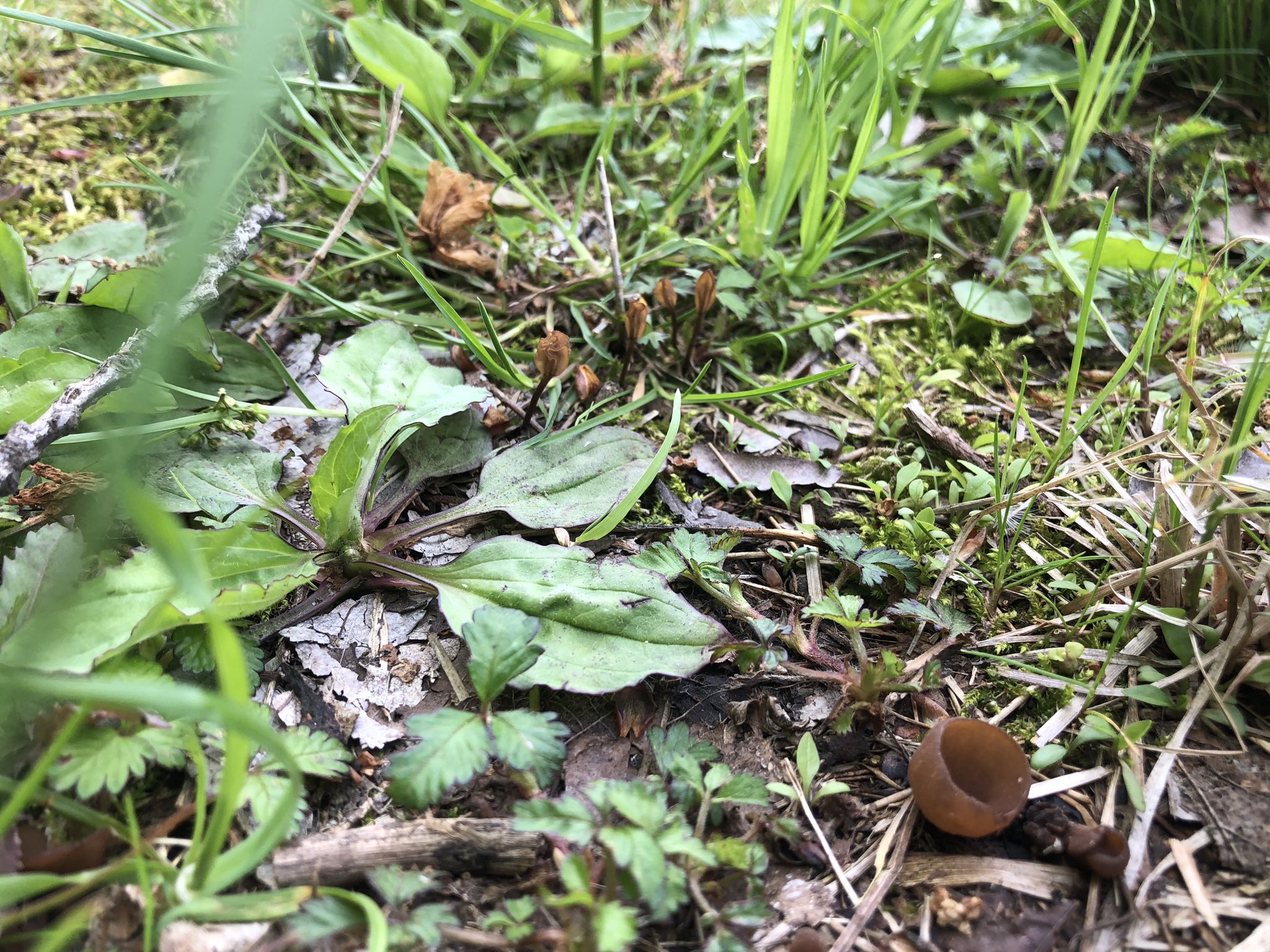 がんもどき (@909fGN) / X