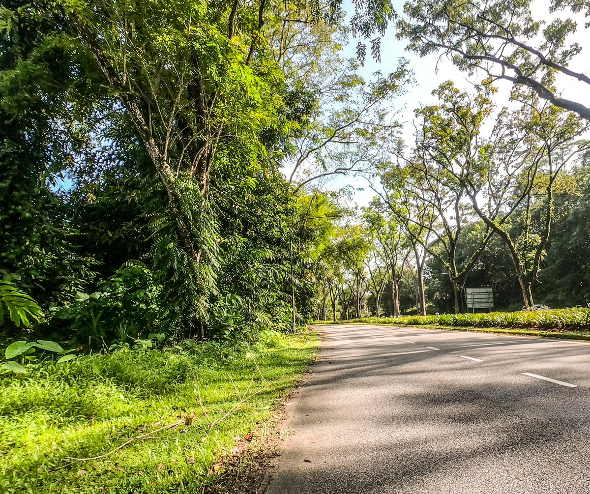 I went against Dr Harvin’s advice of getting my knees well rest the next 6 months😅#cycling is fine & #sunday #Weathercloud was #sunny bright #sundayvibes #JISUNG #BTS_YetToCome_Weverse_LIVE #ARSLIV #patlama #MayerBaumgardner #Giveaway #sarawak #whatsappshow #FFFCampingConcert