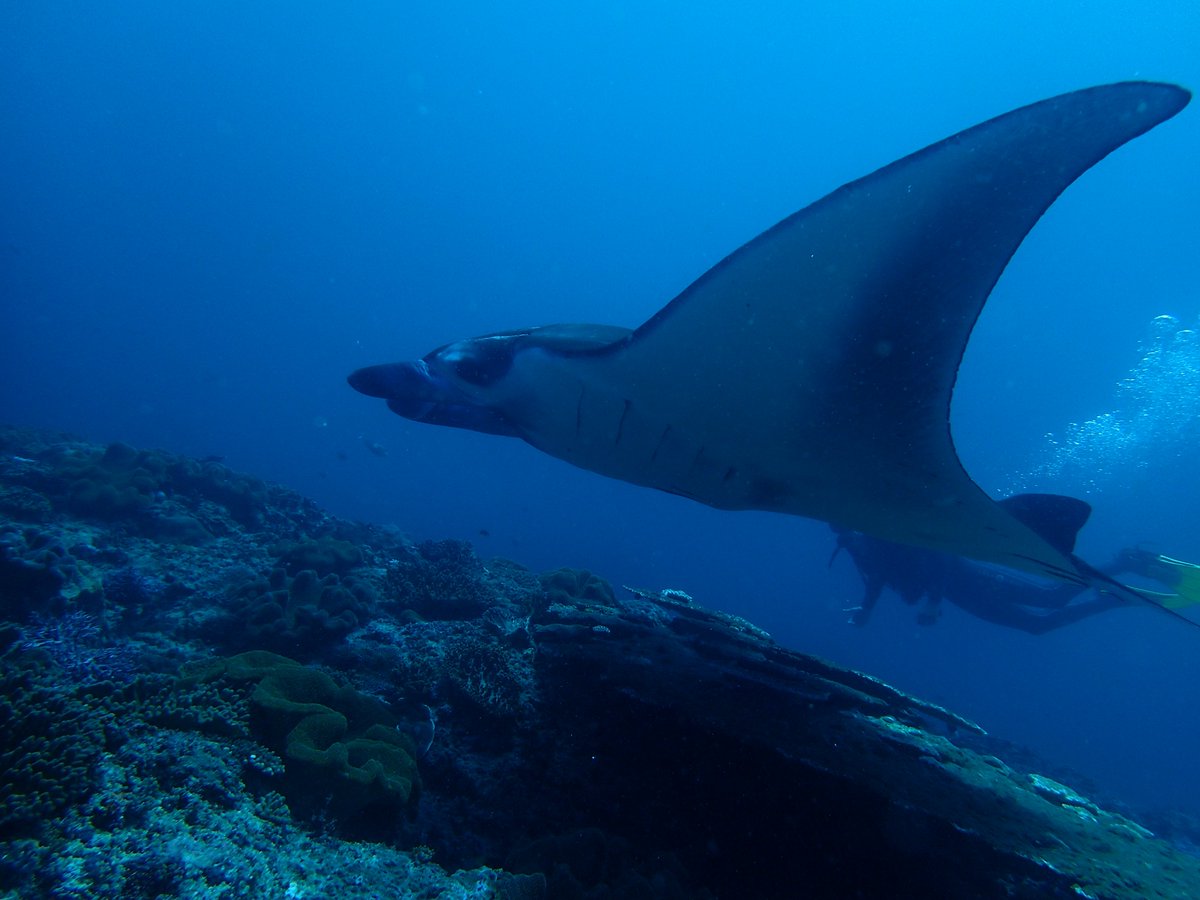 enadive's tweet photo. Come and enjoy the under water world, book advance open water diver with 5 adventures dive as Navigation, buoyancy, deep dive, wreck dive, drift dive with us https://t.co/HnQv5WaDgS #scubadiving #scuba #scubadiver #scubadivetrip #scubabali #divingcourse #divingadventures https://t.co/okTgtFEK36