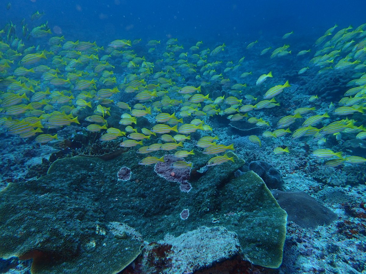 enadive's tweet photo. Come and enjoy the under water world, book advance open water diver with 5 adventures dive as Navigation, buoyancy, deep dive, wreck dive, drift dive with us https://t.co/HnQv5WaDgS #scubadiving #scuba #scubadiver #scubadivetrip #scubabali #divingcourse #divingadventures https://t.co/okTgtFEK36