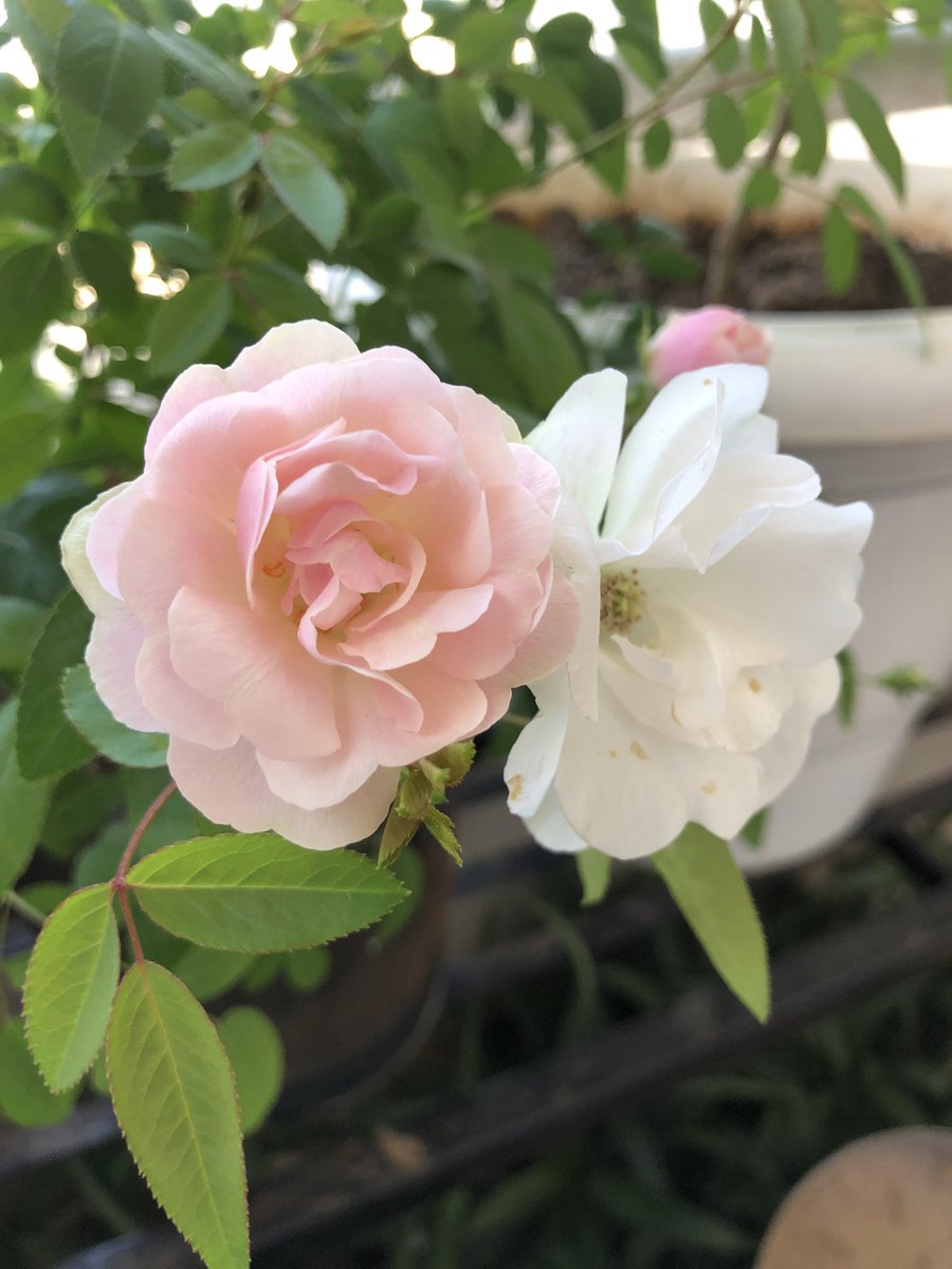 hyderabadibeats's tweet photo. What pleasing colours in my balcony this morning. A random collection of plants that reflect my personality to perfection. I love to be surprised and my plants surprise me each morning by their unconditional love and support. Yes, they don’t sass back, kiddos
#buttonroses https://t.co/DDnjE2Y17Y