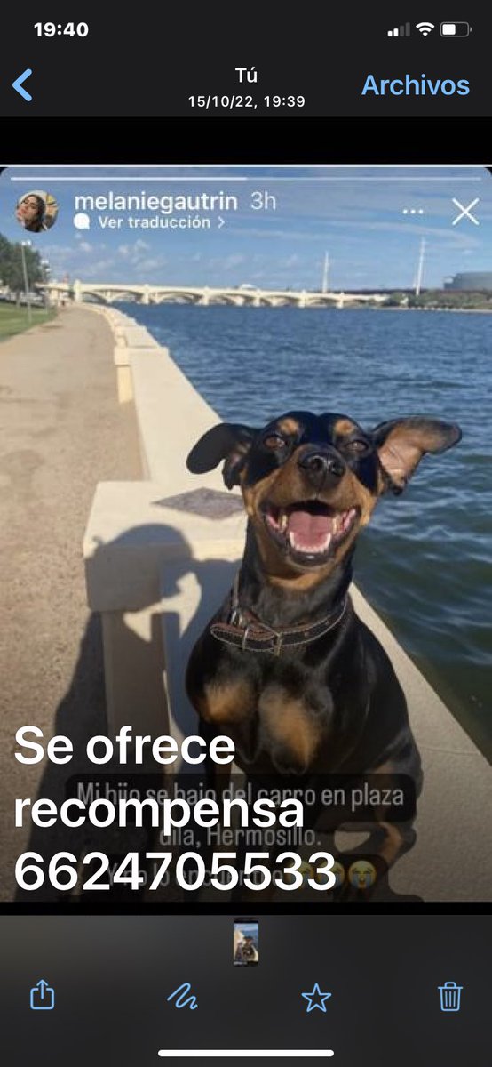 judithkino's tweet photo. Se perdió en plaza Dila , se llama Cushi https://t.co/2PFjwTPiSI