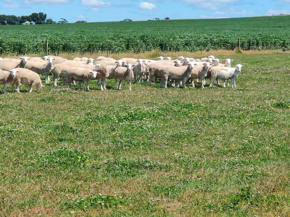 EYRE ULTRAWHITES tweet media