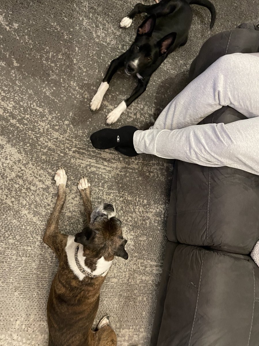 EpicLaLaGirl's tweet photo. They love us! #KnightcorpsPets #PetsOfTheKnightCorps https://t.co/IhRxTzvpvA