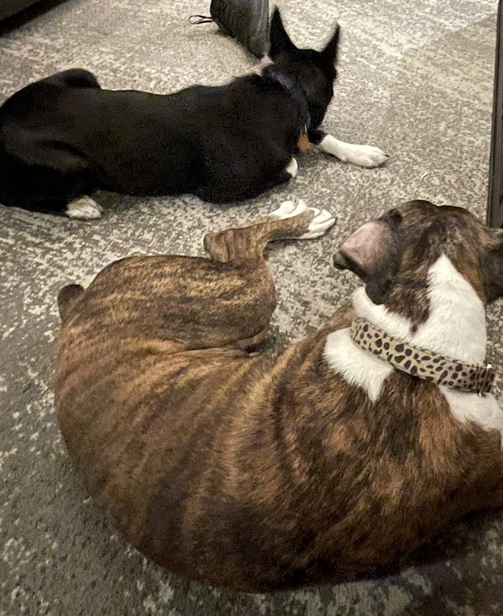 EpicLaLaGirl's tweet photo. They love us! #KnightcorpsPets #PetsOfTheKnightCorps https://t.co/IhRxTzvpvA