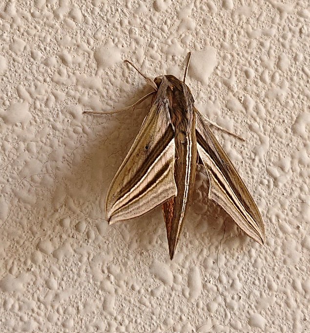 もふもふの蛾だ! 