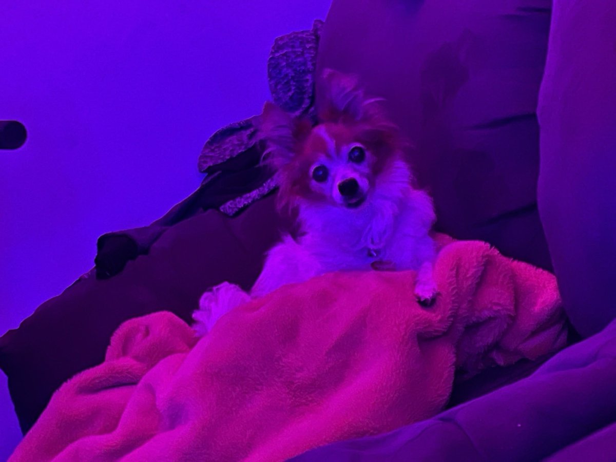 TTV_MasterDobby's tweet photo. so just thought I’d put this out but with the passing of my dog today I don’t think I’ll be streaming for a couple of days to maybe a week. I’m gonna leave these days open for me and my mom at this time. And if your wondering her name was Dyna and she was 15 1/2 years old https://t.co/XNTPhj9Jga