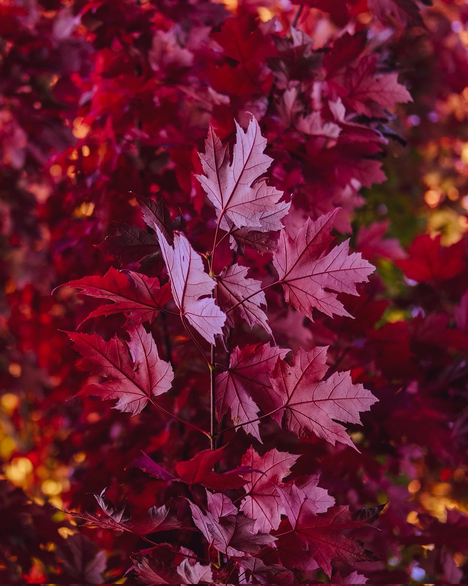 jkoolvan's tweet photo. Red Autumn. 🍁
#vancouver #autumn https://t.co/qZPOqbjPbx