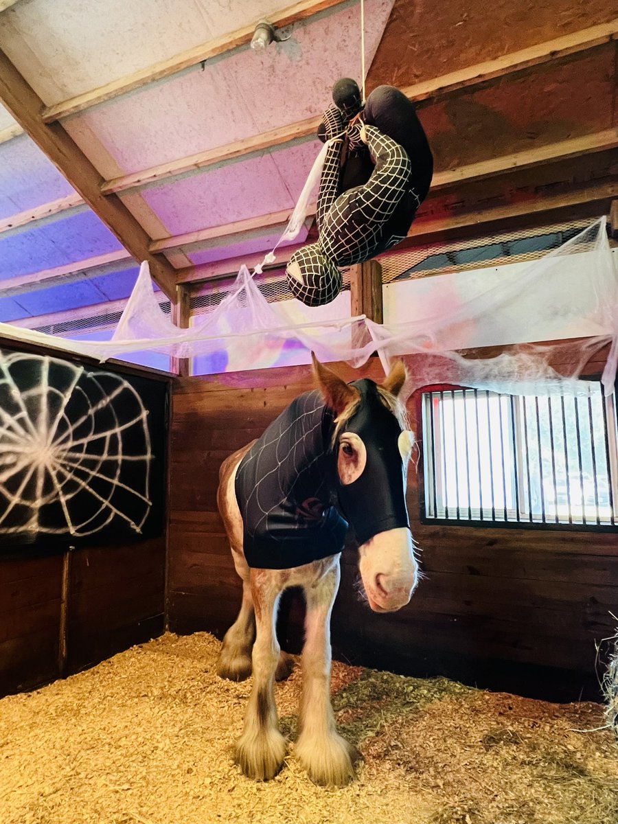 MFox_VBPD's tweet photo. Last stop of the day!  VBPD Mounted Trunk or Treat was a blast!  Thank you to the 1st Precinct’s Community Liaison Officer, CLO Allday for all your hard work to make the decorations and preparations for this long day!  You are a Super Hero! https://t.co/9jEofTWxtf