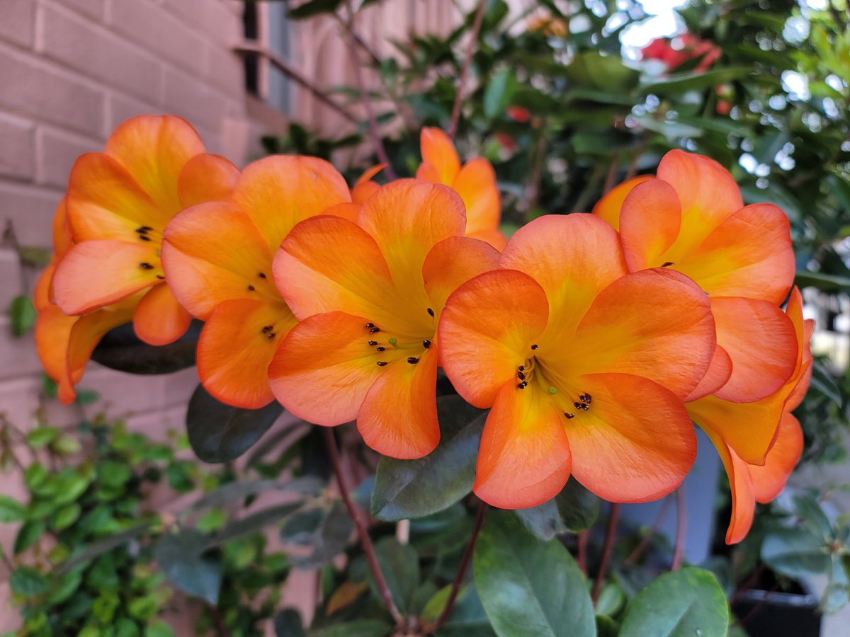 Orange flowers 
#Californianflowers #orangeflowers
#flowerphotography