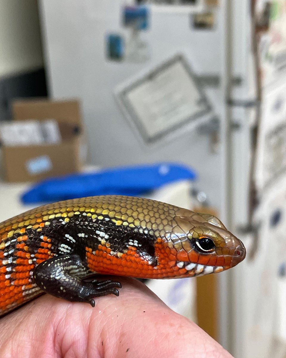 markowenmartin's tweet photo. #LadyAzula of the #FireSkink nation is pretty and feisty. https://t.co/rChdSbjyou