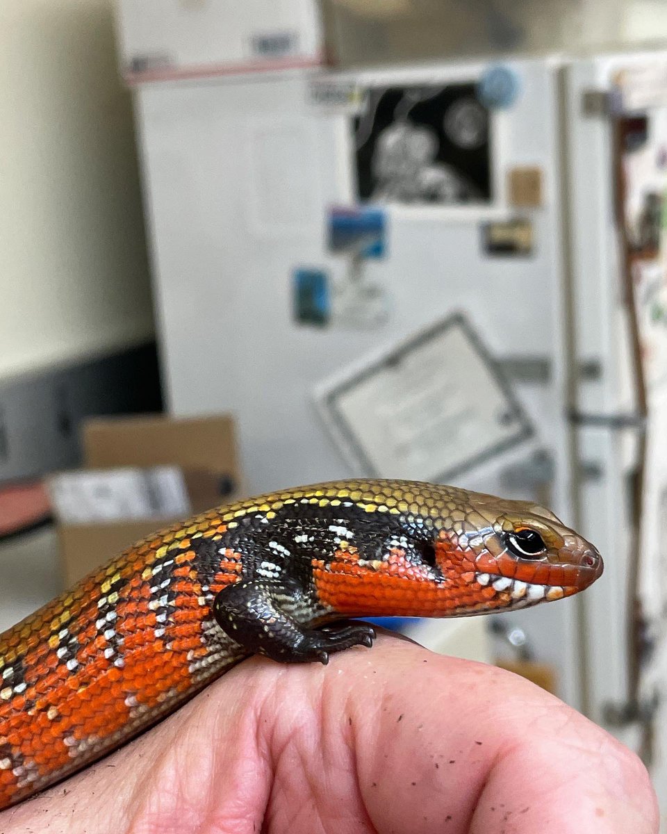 markowenmartin's tweet photo. #LadyAzula of the #FireSkink nation is pretty and feisty. https://t.co/rChdSbjyou
