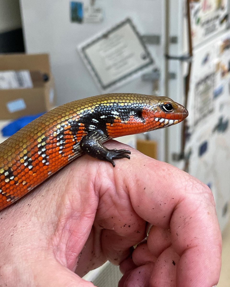 markowenmartin's tweet photo. #LadyAzula of the #FireSkink nation is pretty and feisty. https://t.co/rChdSbjyou
