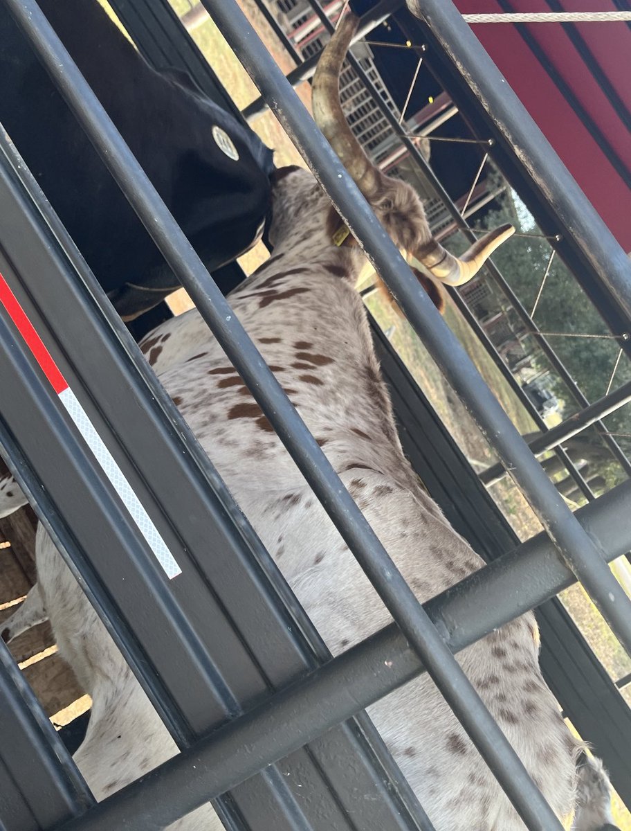 DisonPayton's tweet photo. Got two Corriente pairs today.  This brings my herd up to four cows, (two Angus, two Corriente) two yearling heifers, one yearling bull calf, one 6 mo old bull calf, and 3 young heifers. https://t.co/yW25iKzJXF