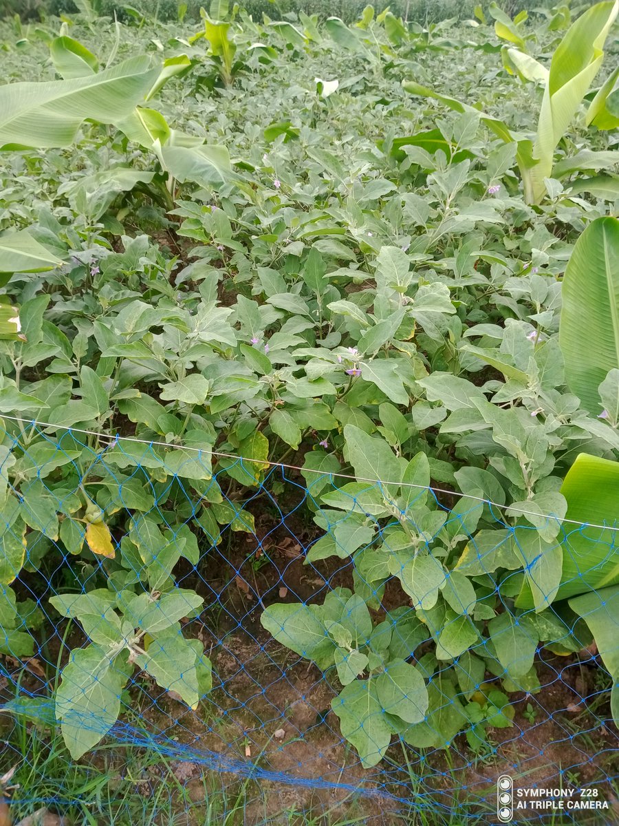 Ismail Hossain #BRG tweet media