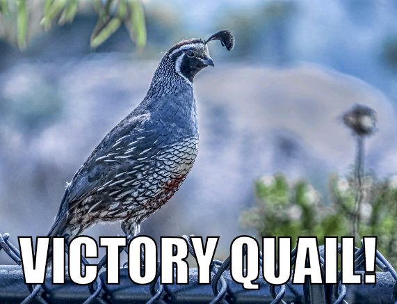 VictoryQuail's tweet photo. #VictoryQuail flies high in the #RepublicFC's last regular season home game for 2022! #SACvSD #USLChampionship https://t.co/GfHxU1bo7S