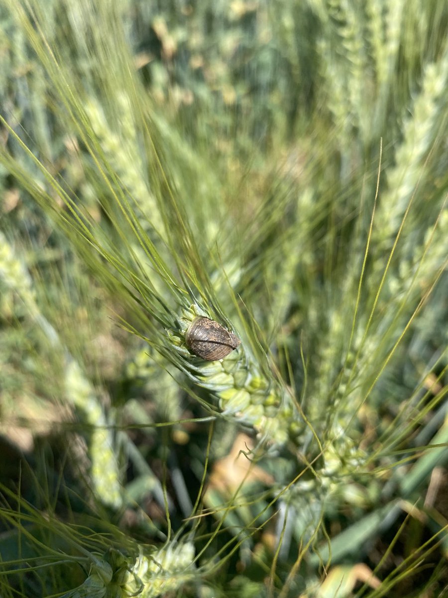 Stripe Rust, Annual Ryegrass, Heliothis, now snails. Am I still in Qld? 🤷🏼‍♂️#frenchcuisine