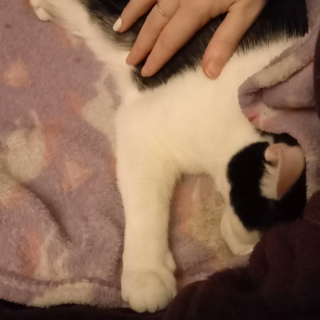 smbslt's tweet photo. My we reading buddy. The newer #booklights are charging so the original one in use, really miss the amber/dimming settings. Xxx look at wee Boona bear #paws #CatsOfTwitter https://t.co/xQvLlbzJo3