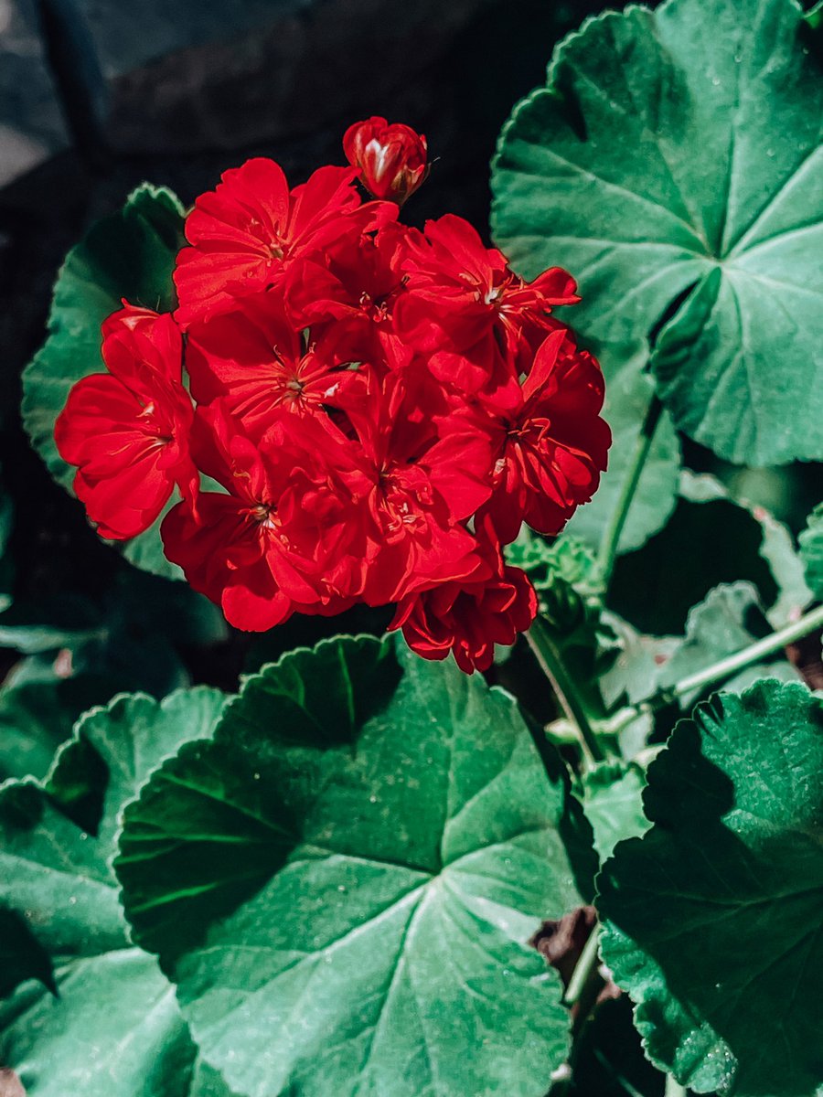 ..

سر السعادة أن تشعر أن الله راضي عنك فلا تنسى ذكره..❤️

..
#صباح_الخير