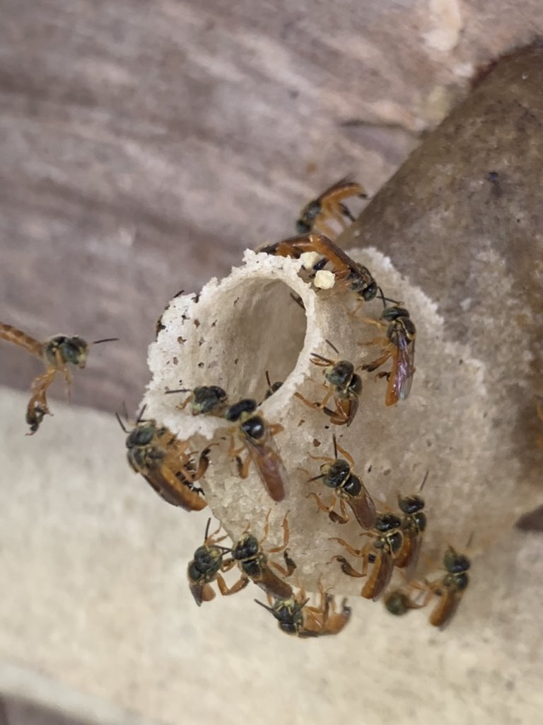 Sara Leedom tweet media