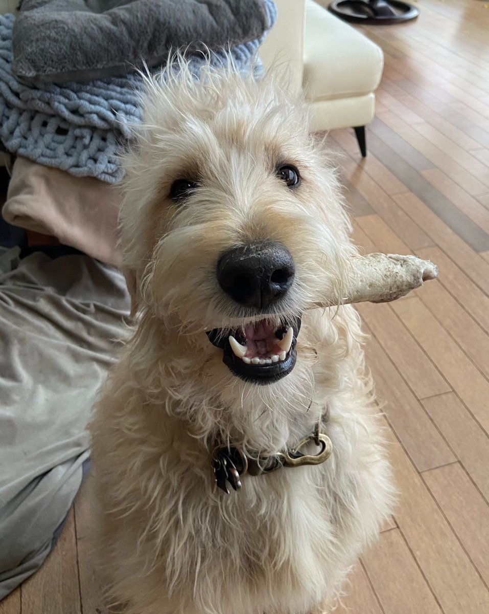 DanielleFrinton's tweet photo. Counting down the days 😍 #dog https://t.co/kCV9RKSyUg