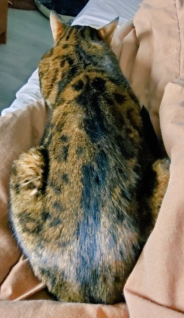 Didi, Carisma, Lobsang & Mort tweet media