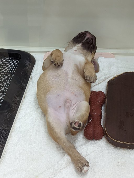 かねだい伊勢原店 総合編 犬 猫 小動物入荷速報 Sale告知など さん の最近のツイート 3 Whotwi グラフィカルtwitter分析