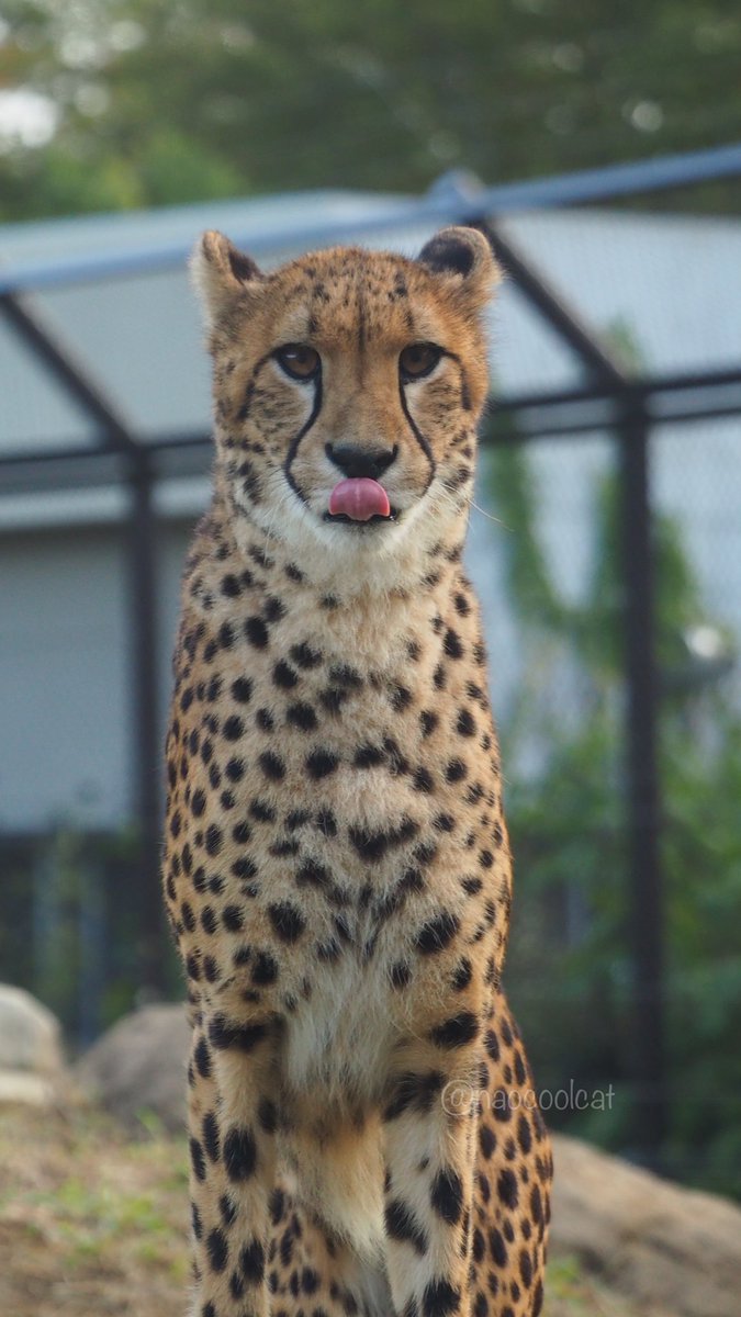 naocoolcat's tweet photo. うちのコ可愛すぎて❤︎❤︎❤︎
📷20221015.stu.
#千葉市動物公園
#チーター
#チビーター
#チームC
#Cgirls
#チャーム
#チャーム推し https://t.co/gC8k05eATs