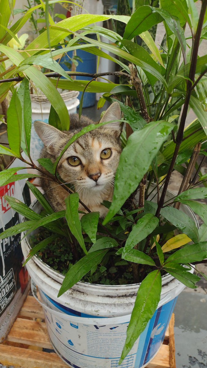 biribsss's tweet photo. tweet de apreciação a minha bibi e seu amor por plantas 🫶🏽🌿💚 https://t.co/9uJKydeCuC