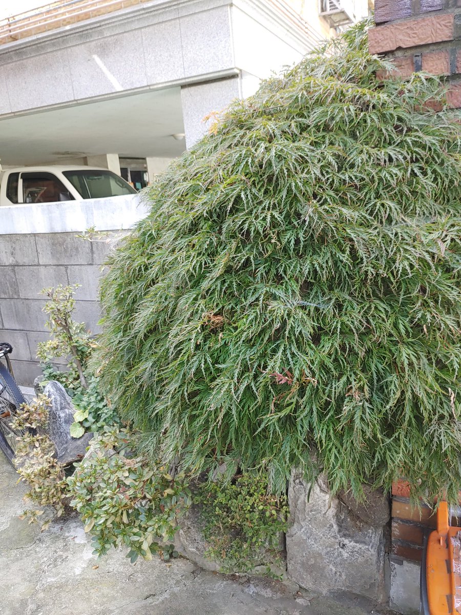 지난 5월에는 빨갛더니 10월에는 오히려 초록잎이 되었네요^^ 참 신기한 나무입니다!!^^