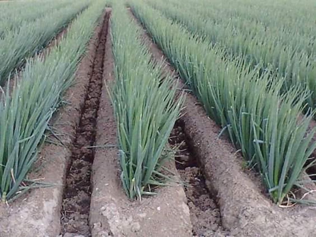 If you are interested in modern onion farming, please like and retweet.