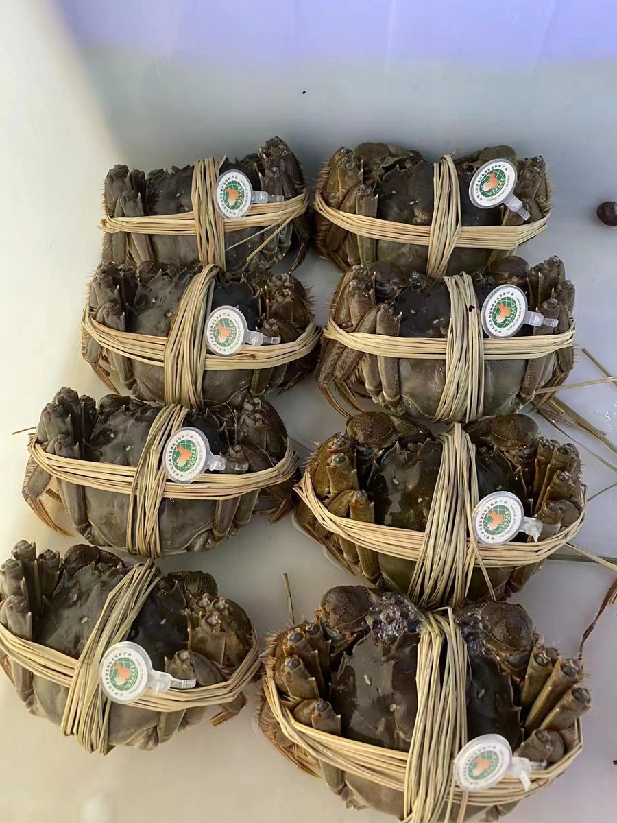 改行卖蟹了!自家老乡出品❤️
超肥大闸蟹，正是好时节!价好，质量好。
实拍图，我先吃上了，蟹很干净，肉爆满鲜甜!私信滴滴下单呀! https://t.co/KrOghAoVmN