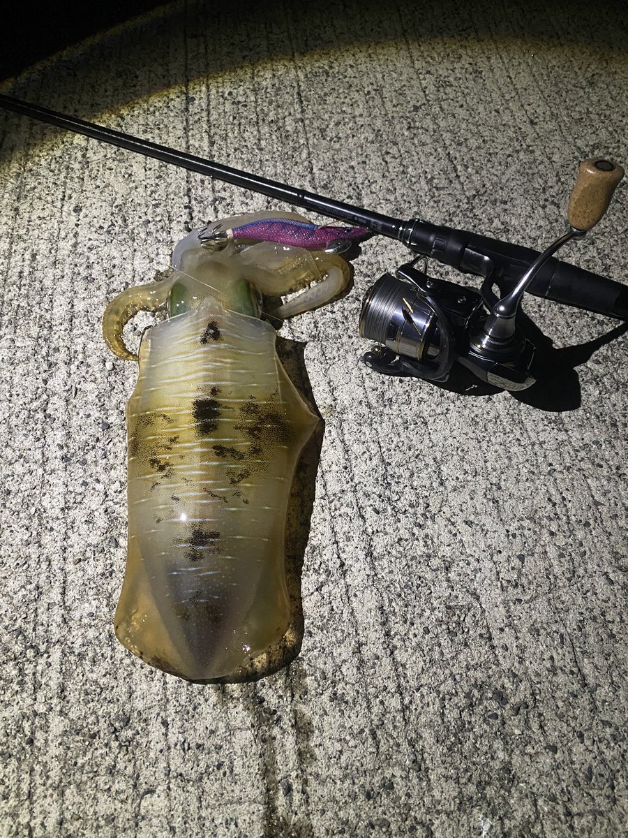 mizuki3958's tweet photo. いいサイズきたきた

 #糸魚川 #エギング https://t.co/mi8mhJlgut