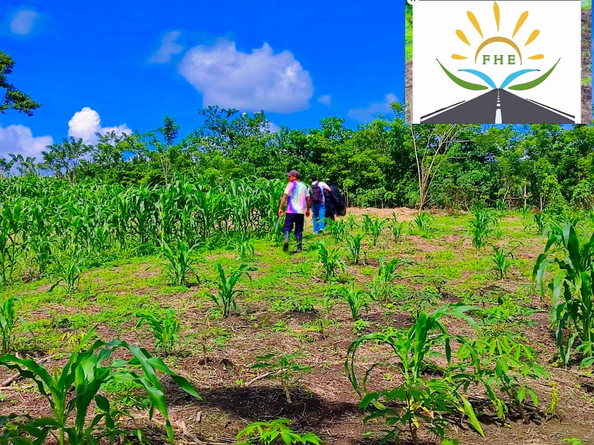 horizontes_de's tweet photo. La fundación Horizontes de Esperanzas
Seguimos trabajando por nuestro campesino
#agricultura 
#Tierra 
#agencianacionaldetierra 
#Campo 
#hortaliza 
#agriculturalmethane https://t.co/fvQijD434u