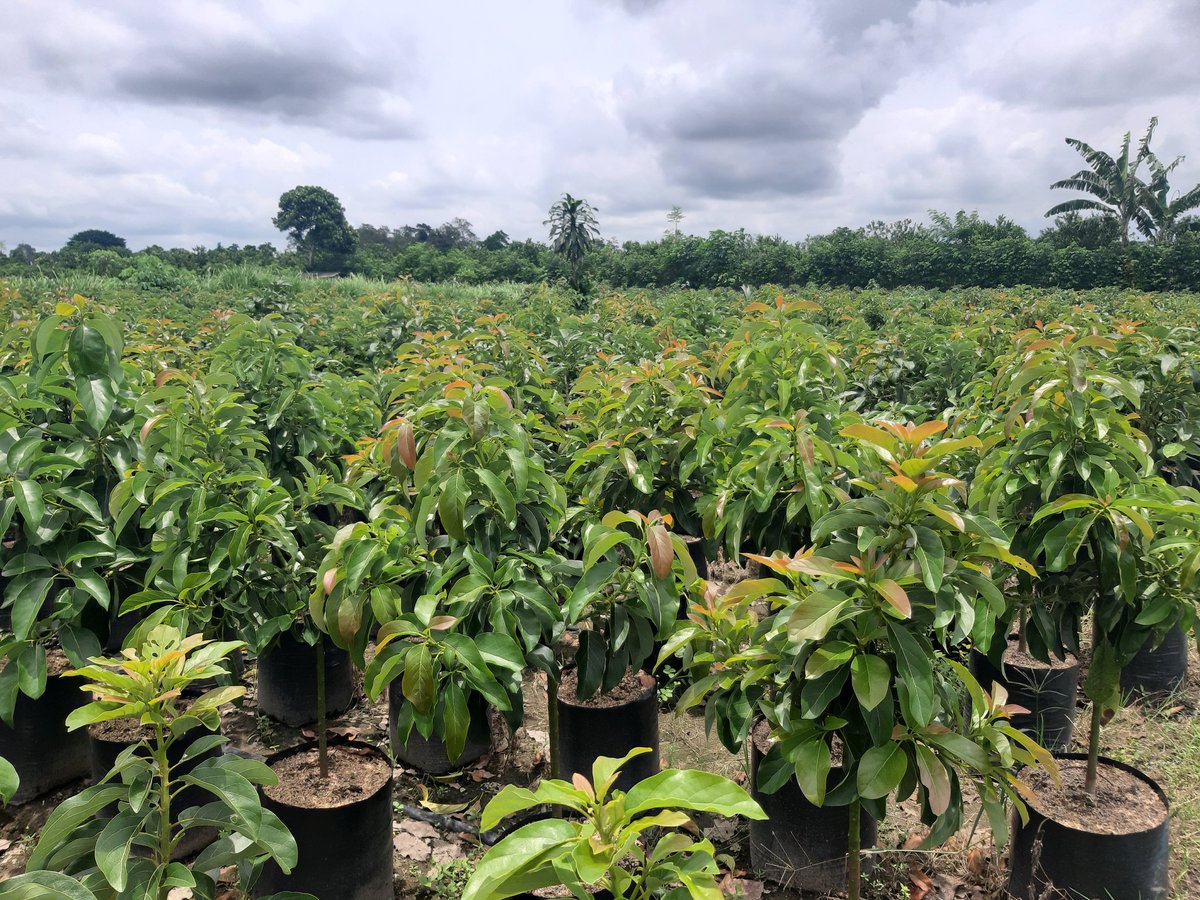 Mekar_Agrobibit's tweet photo. Siap dikebunkan, Bibit Alpokat

#MekarAgroBibitNusantara
#TanamanProdoktif
#085646823101 https://t.co/gbbHGU8JXN