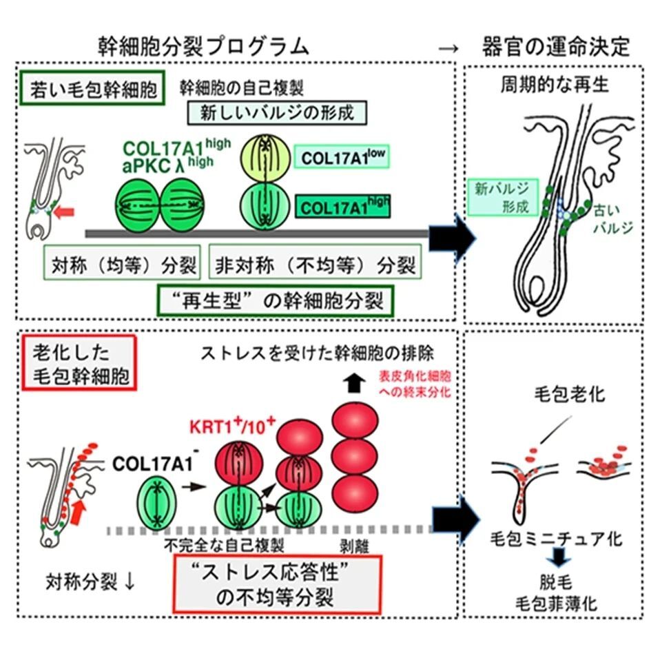 cd34sup tweet picture