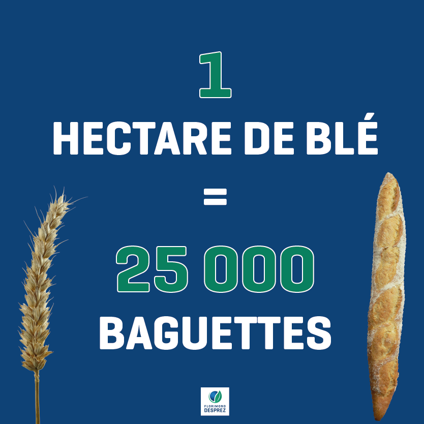Pour la journée mondiale du pain, on a fait un petit calcul mathématiques… 🧠

1 hectare de blé tendre 🌾 = 25 000 baguettes ! 🥖

Plutôt croustillant comme information, non ? 🤓

Bon courage et surtout MERCI 🙏 aux agriculteurs qui sèment le pain de demain. 🚜