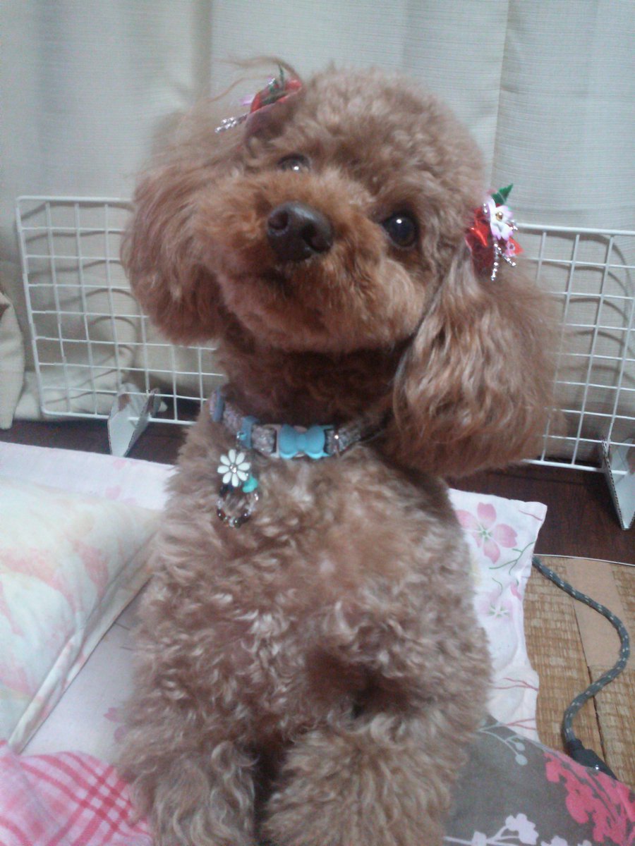 Junjun19_64's tweet photo. 3回目の月命日です。
トリミングのお姉さんがリボン付けてくれたよ🐕 https://t.co/nTJjO3hgRu