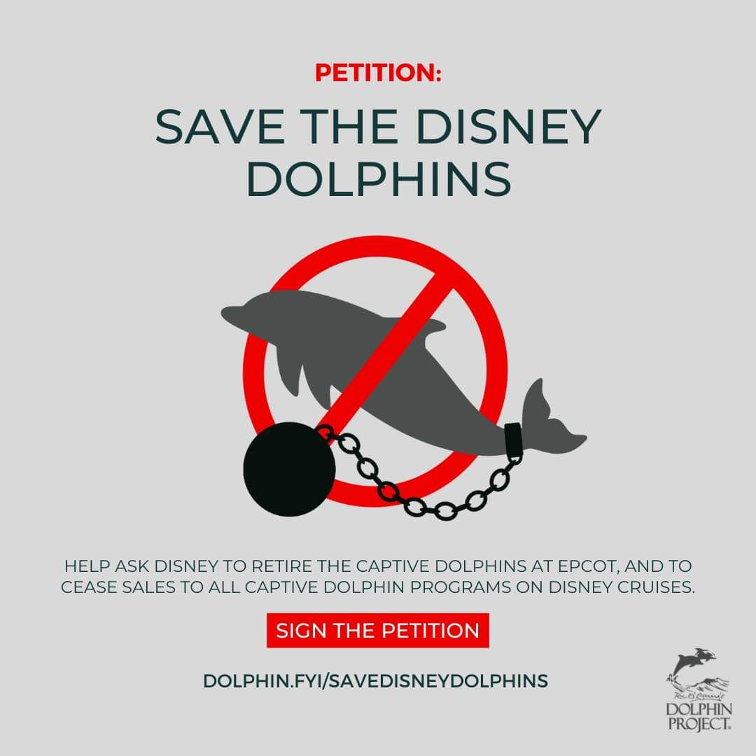 #SavetheDisneyDolphins (SADD) together with Dolphin Project, are asking Disney to retire the captive dolphins at Epcot, and to cease sales to any dolphin programs on Disney cruises. ⁠
✍️ Sign at: dolphin.fyi/SaveDisneyDolp… 
#savethedisneydolphins #dolphinproject #thanksbutnotanks
