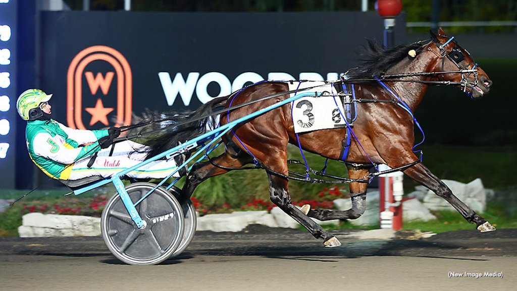 trotinsider's tweet photo. Next stop, @Breeders_Crown elims for Stockade Seelster. The rookie pacing colt finished his Ontario Sires Stakes season on Saturday (Oct. 15) with perfection, and the 2022 Metro winner is now pointed to test Grand Circuit rivals once again » https://t.co/KvA7yVcgv8 #harnessracing https://t.co/dwqpz0j7ho