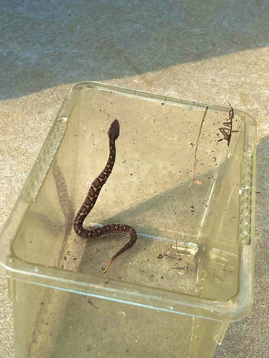 蛇同定bot Whoisthissnake Twitter