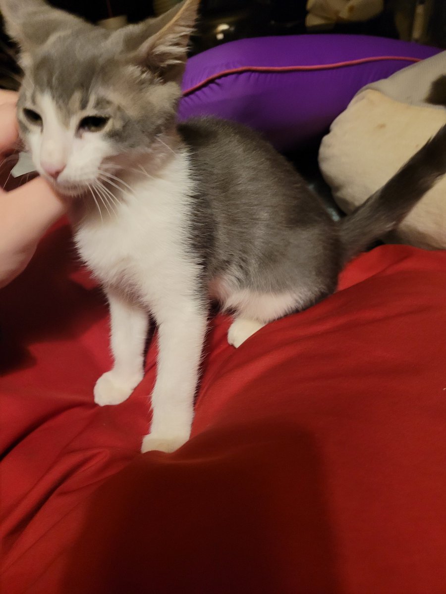 spottedbarks's tweet photo. ⚠️⚠️ KITTEN NEEDS A HOME ⚠️⚠️

A few days ago my brother was outside and this little guy ran up to him. We're not sure where he came from but he's been fed before and he's rly good with people. He's very affectionate and just loves you ❤️ https://t.co/1khkqOX7h6